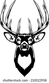 Whitetail Deer Head. Vector Illustration of a Whitetail Deer Head.