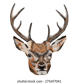 Whitetail Deer Head. Vector Illustration of a Whitetail Deer Head.