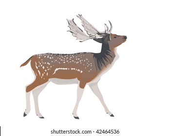 white-tailed deer stag
