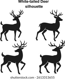 White-tailed Deer  vector and illustration on white background 