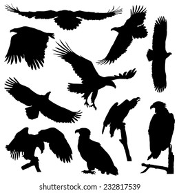 White-tailed eagle in flight silhouettes vector set