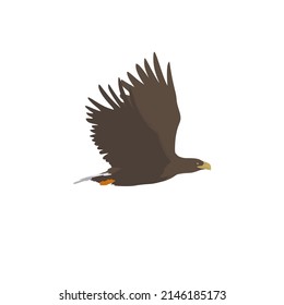 The white-tailed eagle or sea eagle, Haliaeetus albicilla is one of the largest birds of prey. It can be found in northern Europe and northern Asia