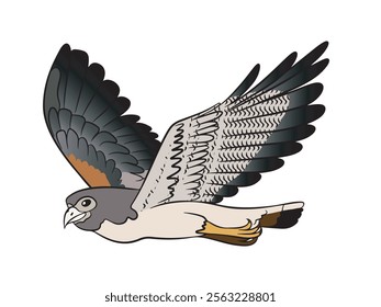 The white-tailed hawk is a bird of prey common in South America, mainly in Brazil. Vector illustration isolated on white background.