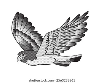 The white-tailed hawk is a bird of prey common in South America, halftone style. Vector illustration isolated on white background.