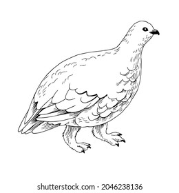 White-tailed Ptarmigan in White Winter Plumage