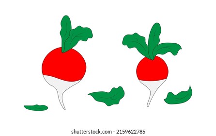 radish de cola blanca.patrón para la impresión.vector de alta calidad.aislado en un fondo blanco.por capas.para el interior de la cocina, comedor, empaque de verduras,afiche en la pared,knitwear