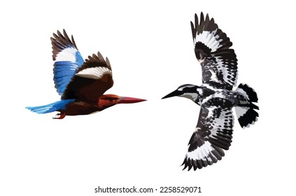 White-throated Kingfisher bird and Pied kingfisher bird isolated on white background. Vector illustration