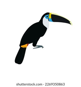 The white-throated toucan, Ramphastos tucanus. Toucan vector design, png high quality image with transparent background