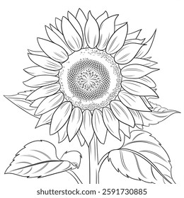 Who doesn't like sunflowers that only open towards the sun?