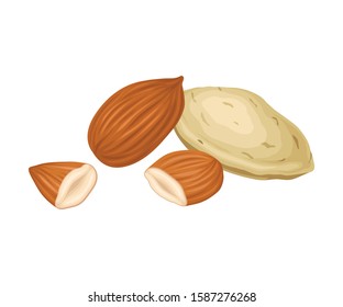 Whole Almond Nut and Half Split Isolated on White Background Vector Item