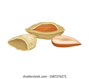Whole Almond Nut and Half Split Isolated on White Background Vector Item