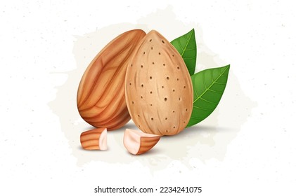 Whole Almond and almond pieces  fruit with almond shell and leaves vector illustration 