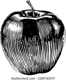 Whole apple, front view. Black and white vector illustration isolated on white background.