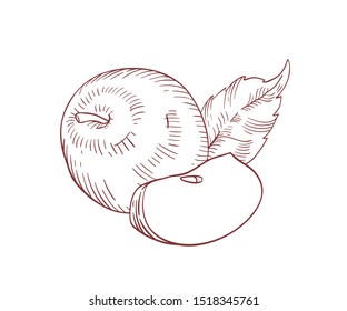 Whole apple and slice realistic vector illustration. Raw fruit harvest with leaves isolated clip art on white background. Organic and eco product. Ripe apple piece hand drawn design element.