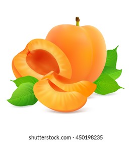 Whole apricot fruit and his sliced segments isolated on white background. Realistic vector illustration.