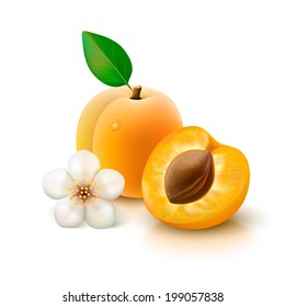 Whole apricot with leaf, half with seed and flower isolated on white background. Vector illustration.