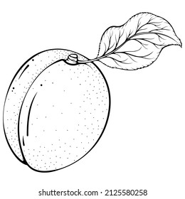 Whole apricot with leaf. Vector illustrations in hand drawn sketch doodle style. Line art fruit isolated on white. Element for coloring book, design, print.