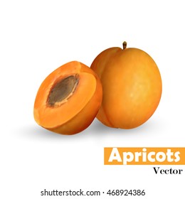 Whole apricot slice with pit isolated on white background. Vector illustration.