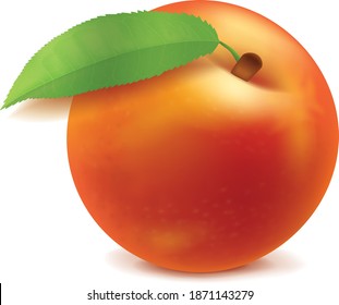 Whole Apricot Vector with one leaf and white background