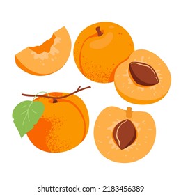Whole apricots fruits. Half and slice apricot with leaf, natural peach, cider ingredient with seed vector illustration