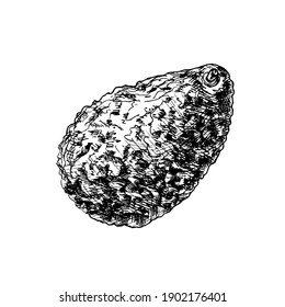 Whole avocado with seed. Vector color vintage hatching illustration isolated on a white background.