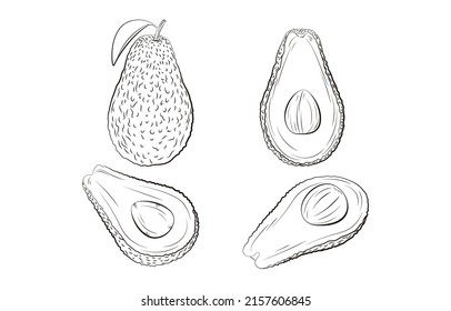 A whole avocado vector illustration and a sliced avocado,expose the seeds inside