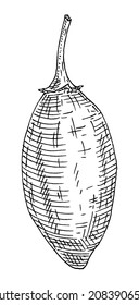 Frutos de baobab entero. Grabando ilustración vectorial vintage en negro aislada en fondo blanco. Diseño dibujado a mano