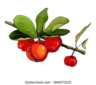 Whole barbados cherries. Vector flat color illustration