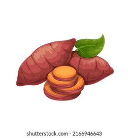 Whole batat or yam and cut circles. Vector illustration of vegetable sweet potatoes.