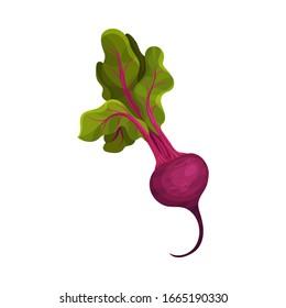 Whole Beet Root With Green Leaves Vector Illustration
