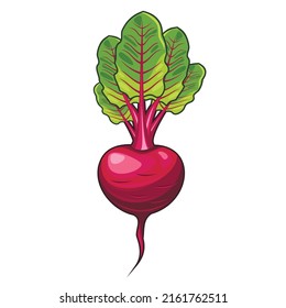 Raíz entera de remolacha con hojas verdes ilustración vectorial