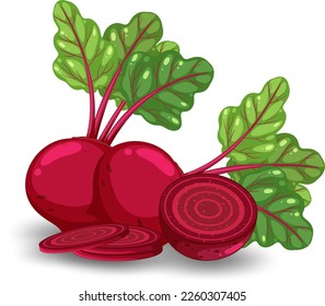 Whole beetroot and sliced on white background illustration