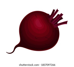 Whole Beet-Root Without Beet Tops Vector Illustration
