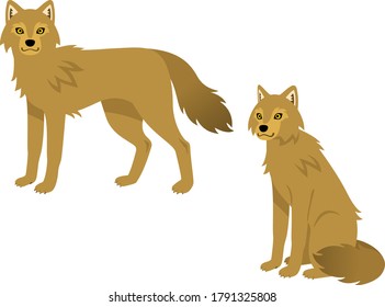 Whole body illustration set of two brown wolves (standing and sitting)