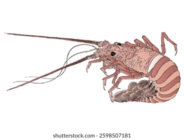 
Whole body Japanese spiny lobster