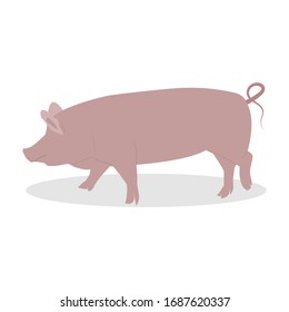 Whole Body of Pig Vector illustration