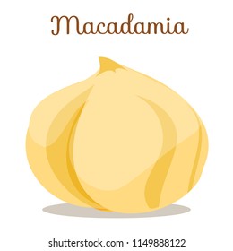 Whole brown macadamia nuts side view with name.Macadamia nut. Macadamia.Nut for oil. Cosmetic,medical plant,organic,health care shack.Poster, banner for shop. Flat cartoon vector illustration on white