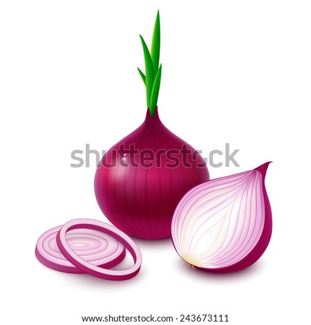 Whole bulb red onion with fresh green sprout, half and rings isolated on white background. Vector illustration.