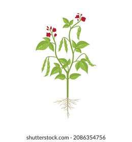 Whole bush of kidney beans flat vector illustration isolated on white background. Botanical image of red kidney bean legume plant with root and seeds.