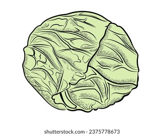 Whole cabbage vegetable green color hand drawn style illustration isolated on white background