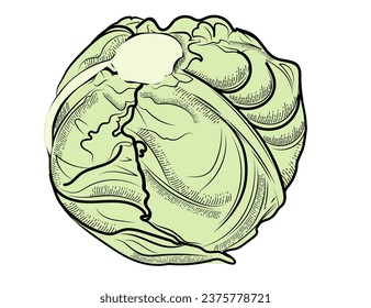 Whole cabbage vegetable green color hand drawn style illustration isolated on white background