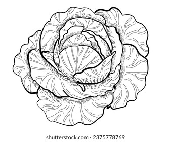 Whole cabbage vegetable outline style for drawing book vector illustration isolated on white background