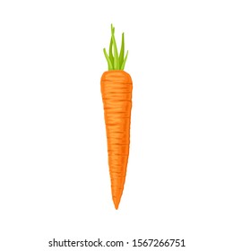 Whole Carrot With Cutout Top Leaves Vector Element