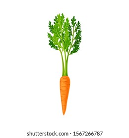 Whole Carrot With Thick Green Top Leaves Vector Element