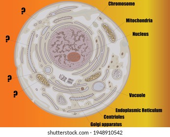 A whole Cell structure  human