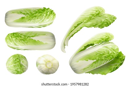 Whole Chinese Cabbage, Napa or Wombok Set Isolated. Raw Fresh Green Cabbage Realistic Vector Illustraton