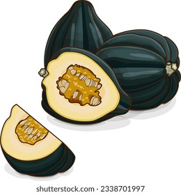 Cenizas de maíz enteras y cortadas o de oso de miel. Aplastamiento. Calabaza de invierno. Cucurbita pepo. Frutas y verduras. Clipart. Ilustración vectorial aislada.