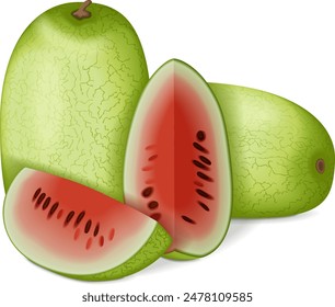 Whole and chopped Ali Baba Watermelon. Citrullus lanatus. Fruits and vegetables. Isolated vector illustration.