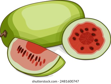 Whole and chopped Ali Baba Watermelon. Citrullus lanatus. Vegetables. Clipart. Isolated vector illustration.