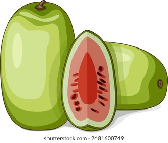 Whole and chopped Ali Baba Watermelon. Citrullus lanatus. Vegetables. Clipart. Isolated vector illustration.